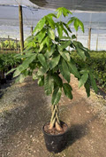 12" Pachira Money Tree Braid
